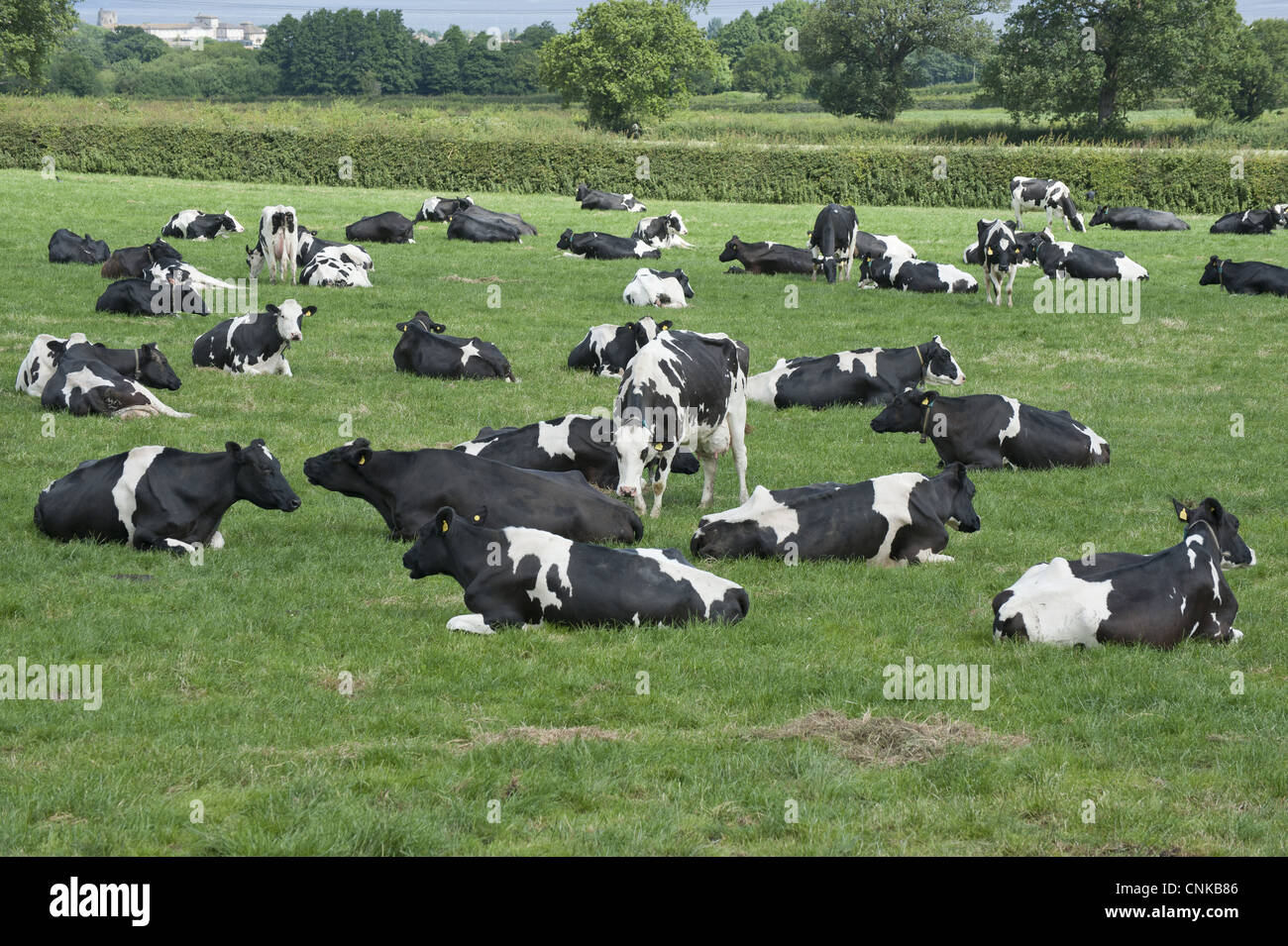 Domestic Cattle, Holstein dairy cows, herd grazing and resting in ...