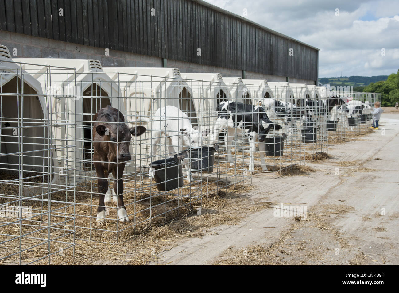 Domestic Cattle, Holstein Dairy Calves, Standing In Calf Hutches ...