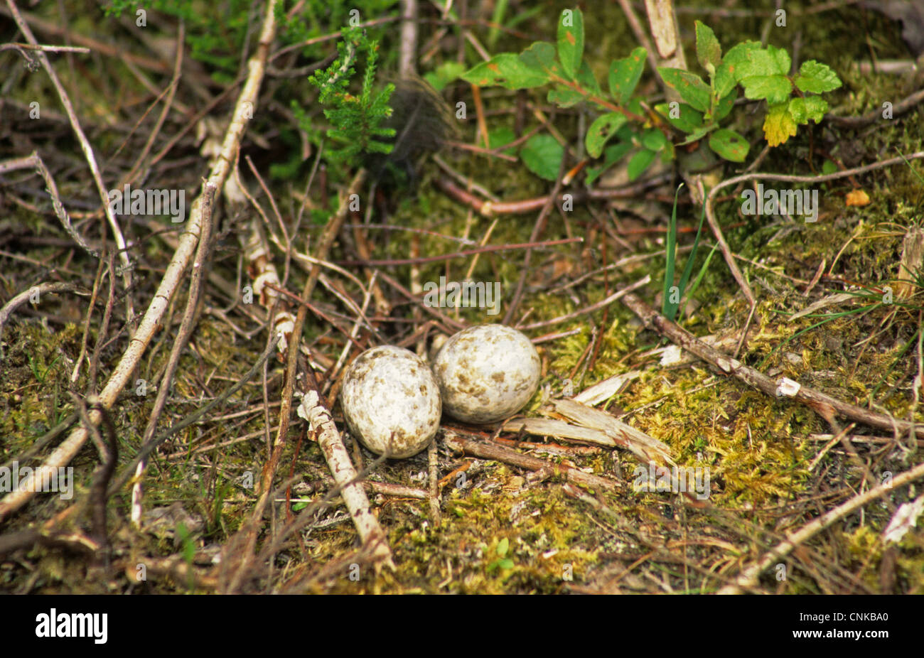 Nightjars heath uk hires stock photography and images Alamy