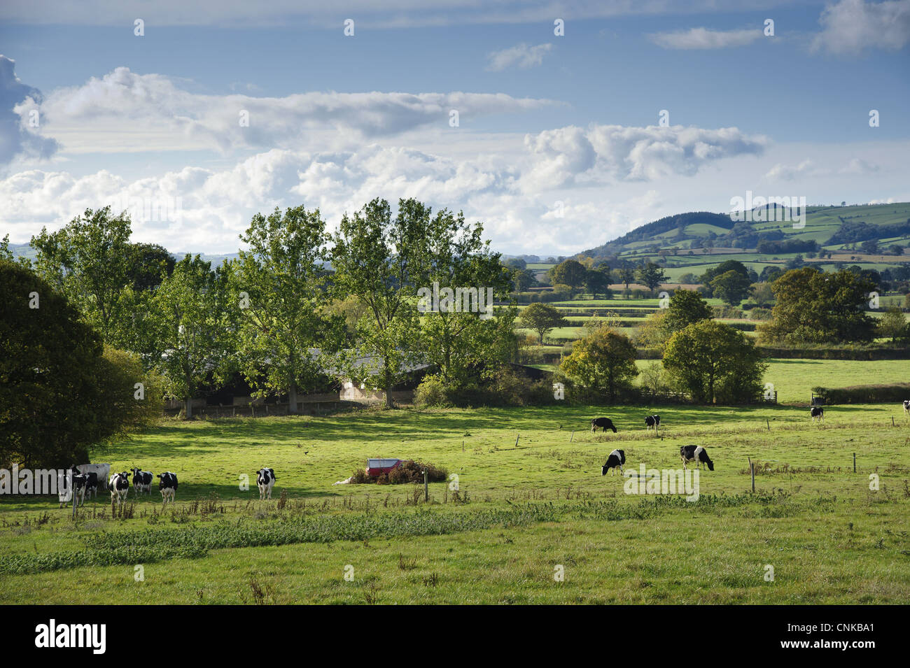 Domestic Cattle Holstein Friesian dairy cows herd grazing pasture rural ...