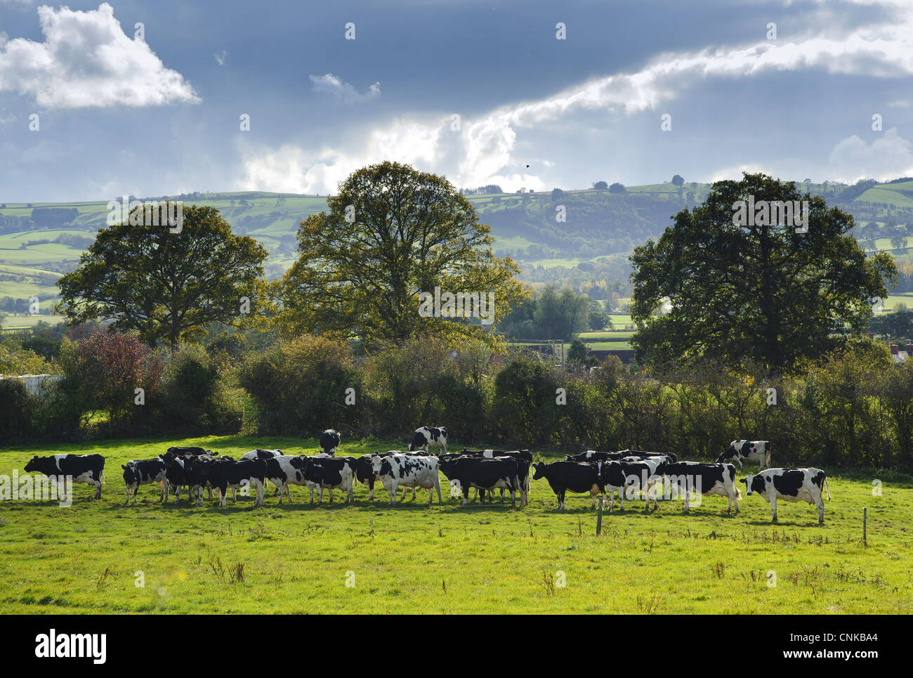 Domestic Cattle Holstein Friesian dairy cows herd waiting pasture come ...