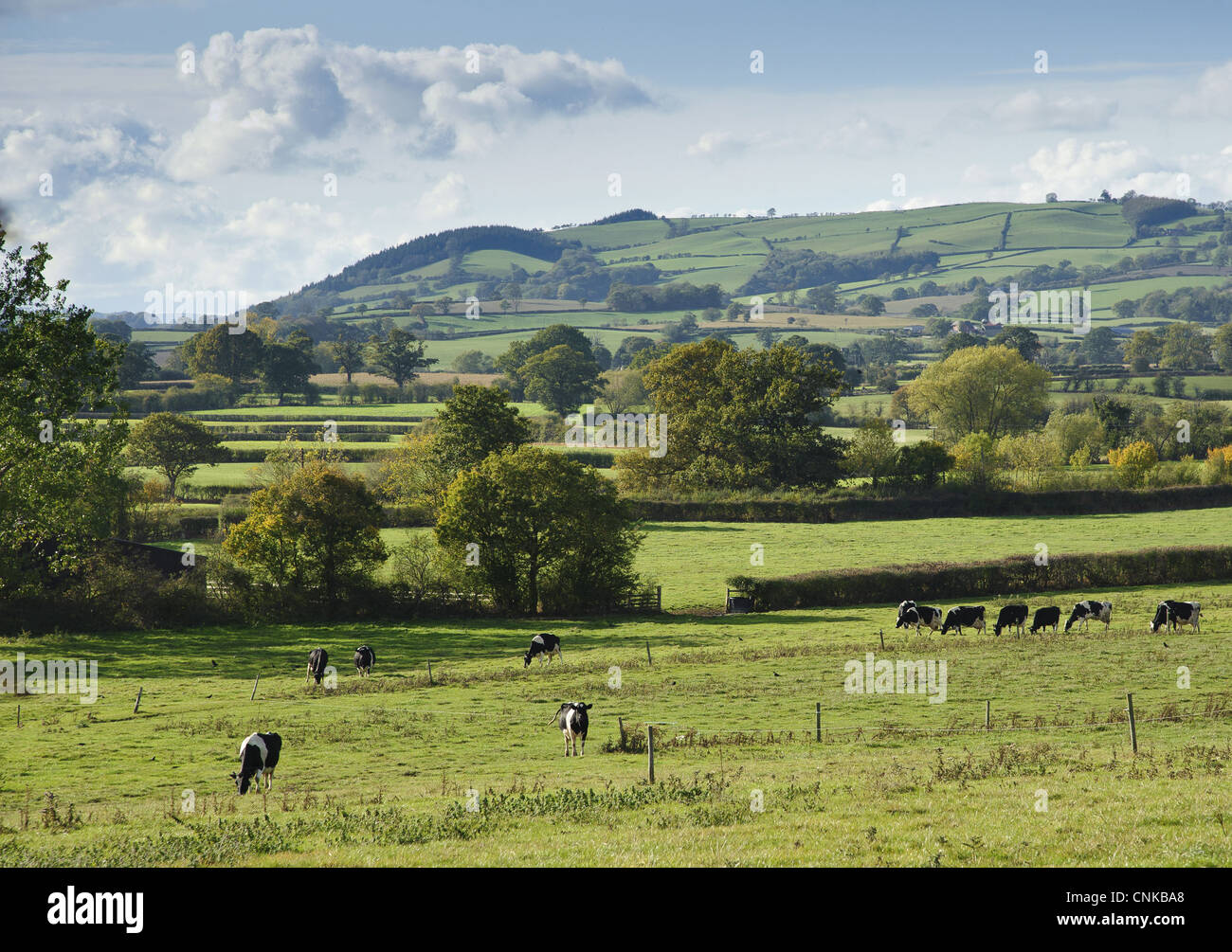 Domestic Cattle Holstein Friesian dairy cows herd grazing pasture rural ...