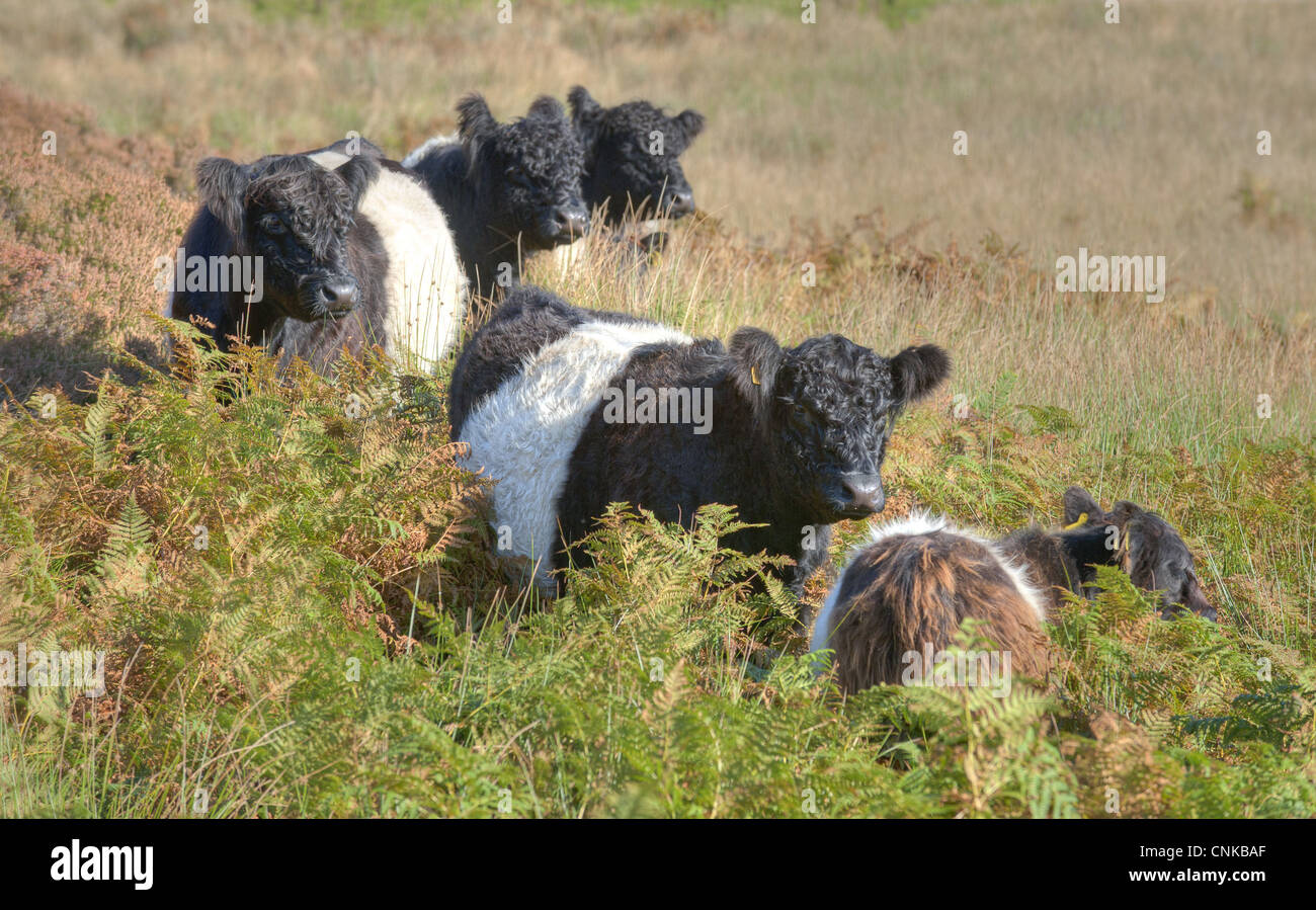 Domestic Cattle Belted Galloway cows standing amongst bracken fell ...