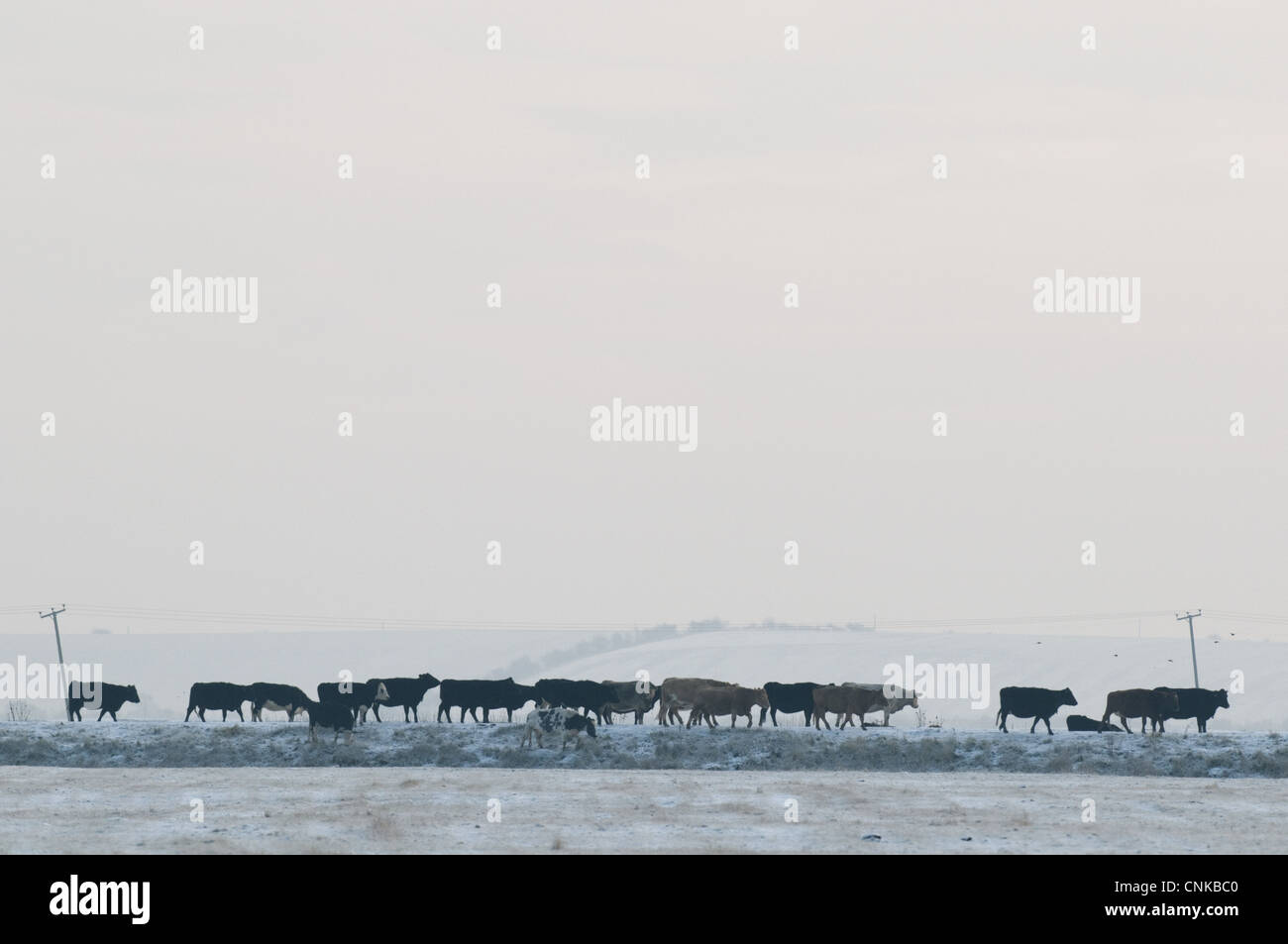 Cattle on coastal grazing marsh hi-res stock photography and images - Alamy