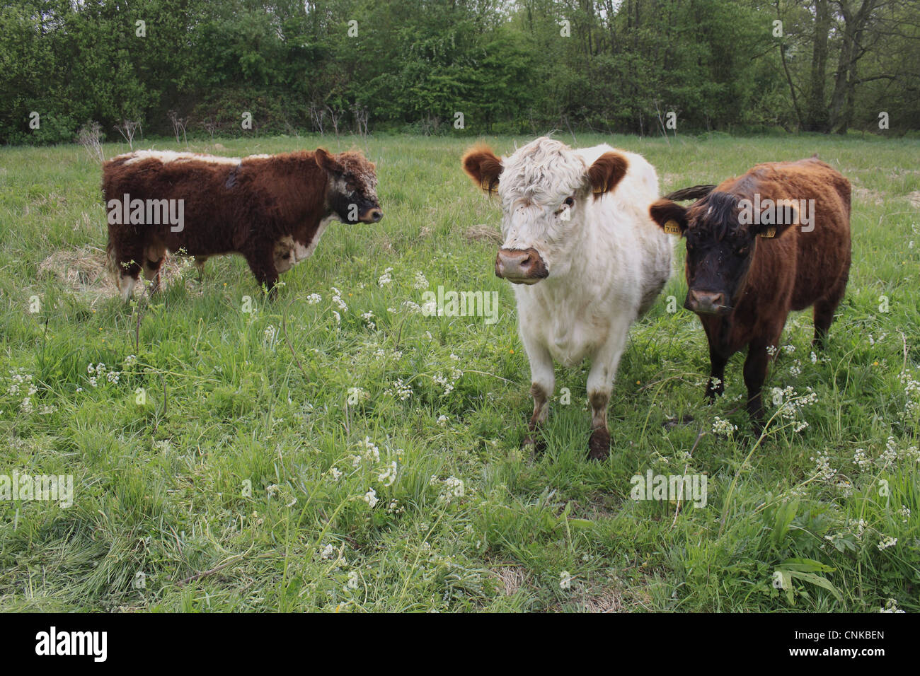 Riggit galloway cow hi-res stock photography and images - Alamy
