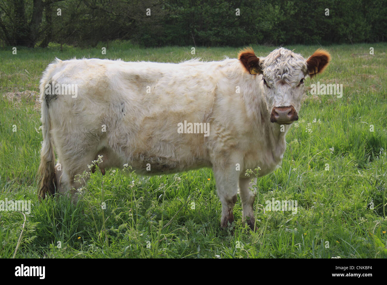 Domestic Cattle, Galloway cow, standing in watermeadow pasture, River Rattlesden, Stowmarket, Suffolk, England, april Stock Photo