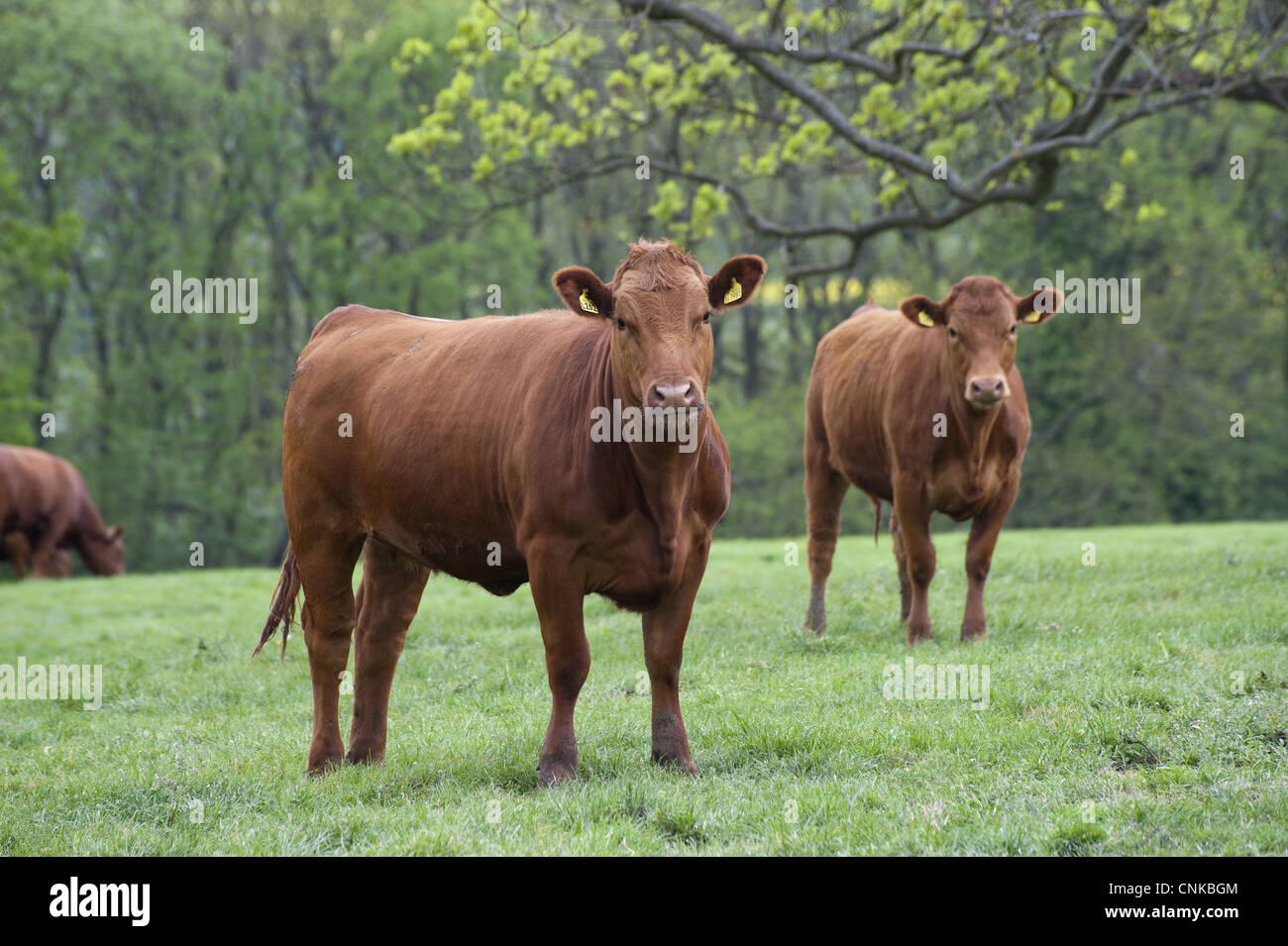 Domestic Cattle, Stabiliser fourteenmonth old heifers, two standing in