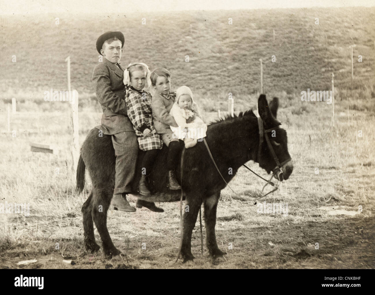 Four Children Riding a Black Donkey Stock Photo