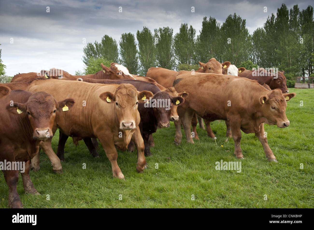 Domestic Cattle, Stabiliser steers, herd walking in pasture, Yorkshire