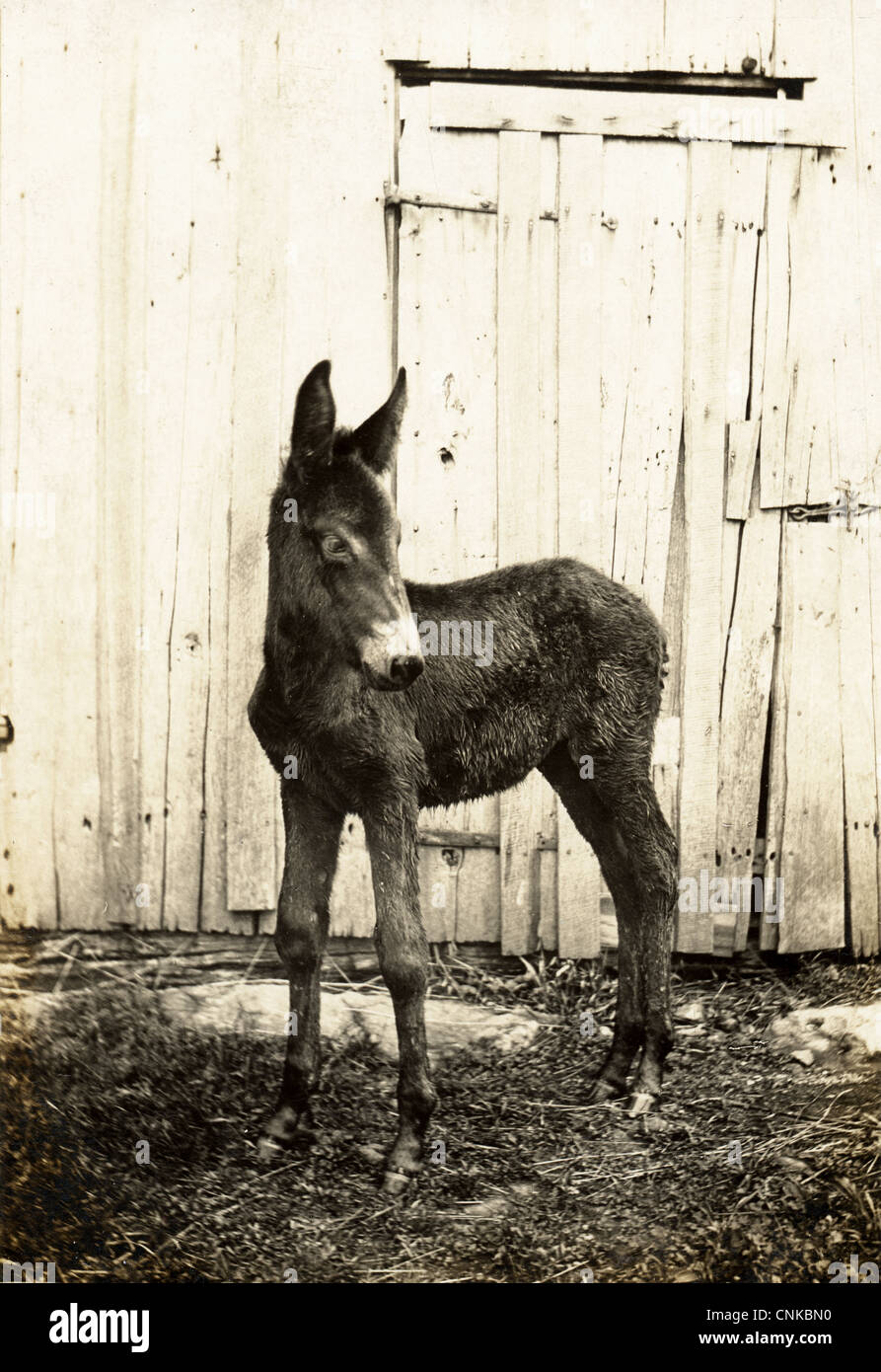 Unsteady Newborn Colt Alone Stock Photo