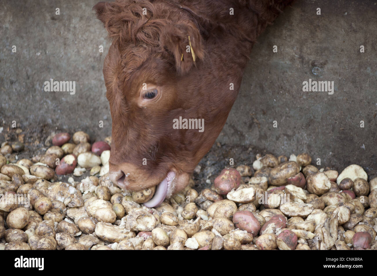 Domestic Cattle beef cattle closeup head feeding potatoes through