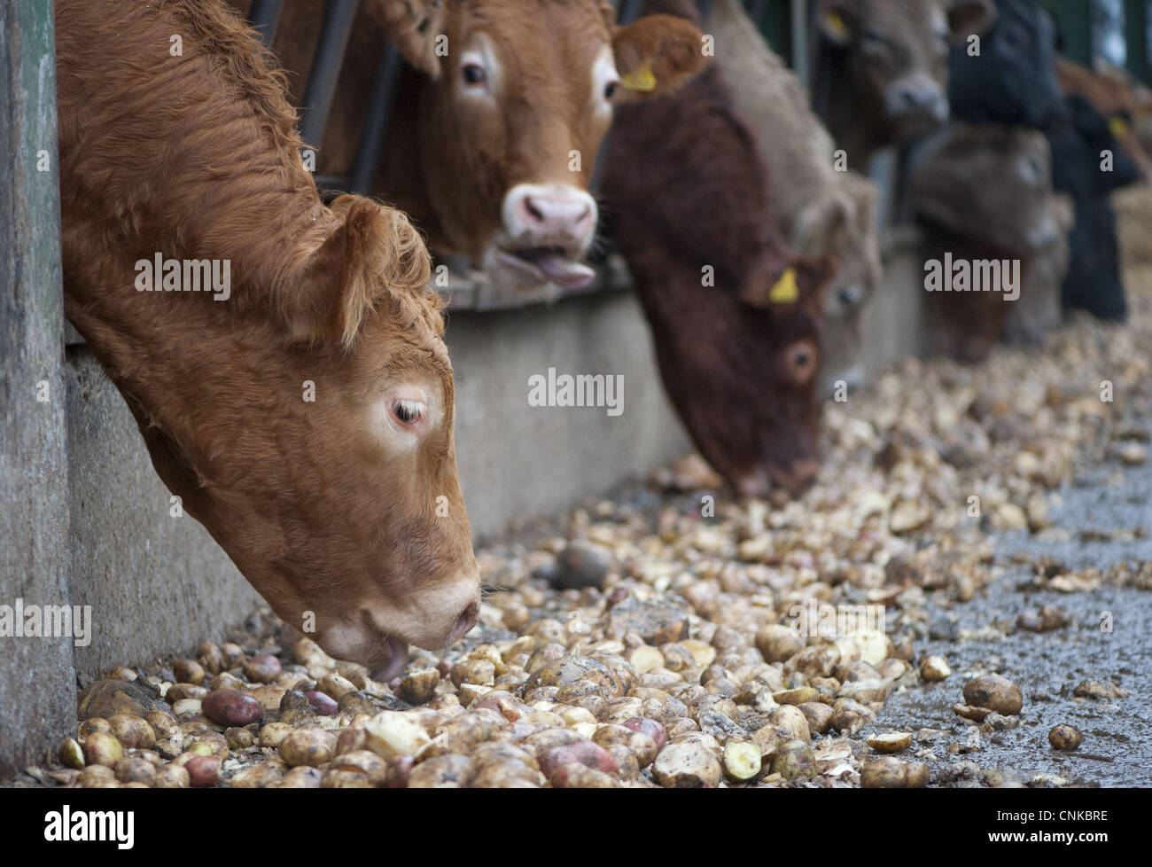 Domestic Cattle beef herd feeding on potatoes through metal feed