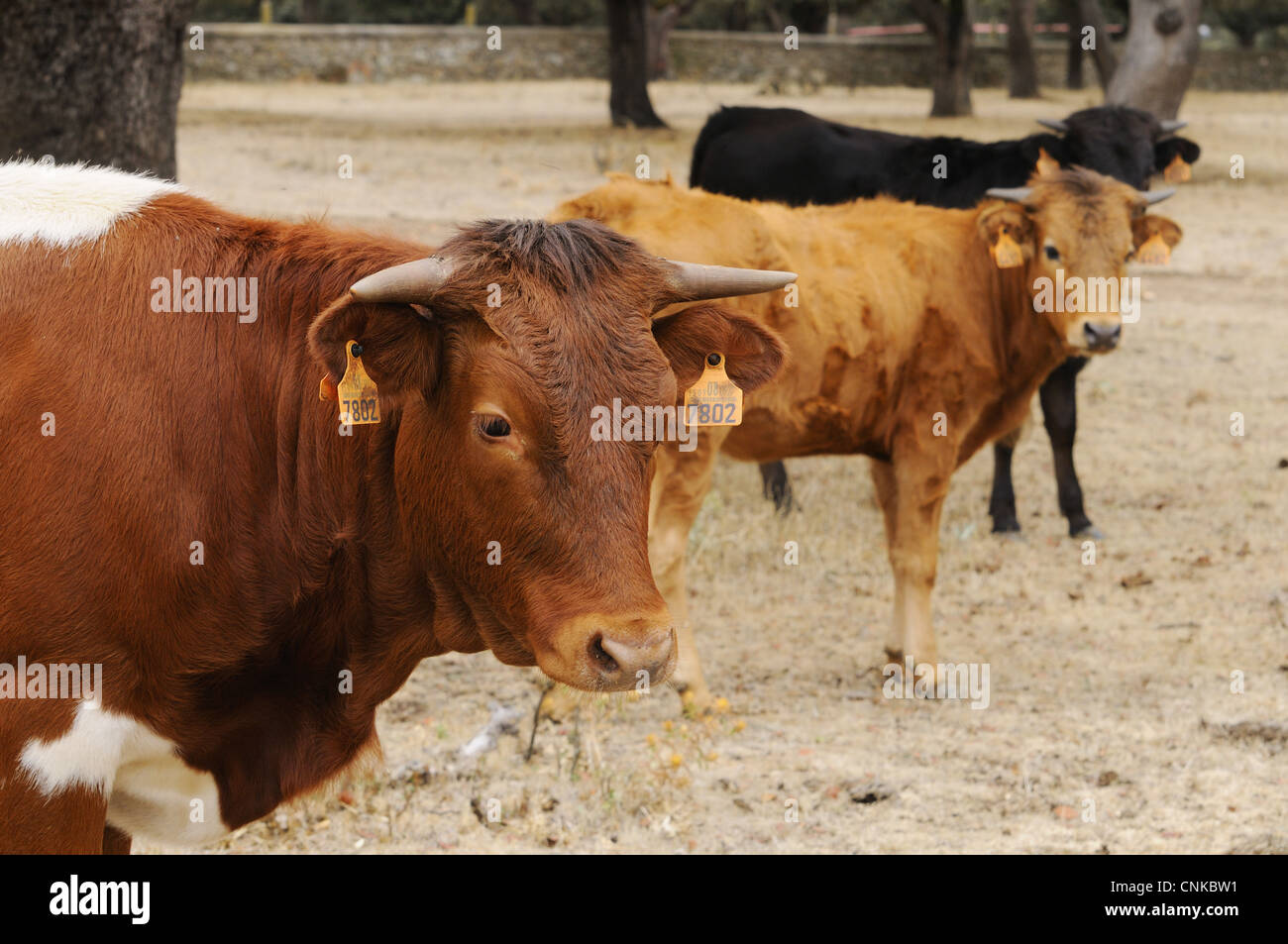 Domestic Cattle, Spanish Fighting Bull, cow and calves, standing in