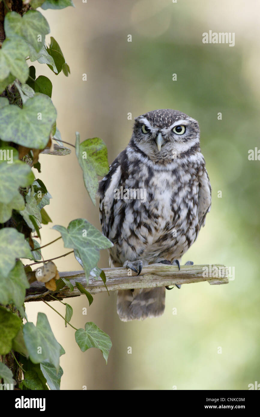 Olive Tree Branch With Owl