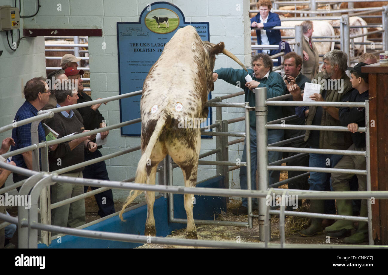 Domestic Cattle, Longhorn cow, jumping gate out of auction ring, Beeston, Cheshire, England, may Stock Photo