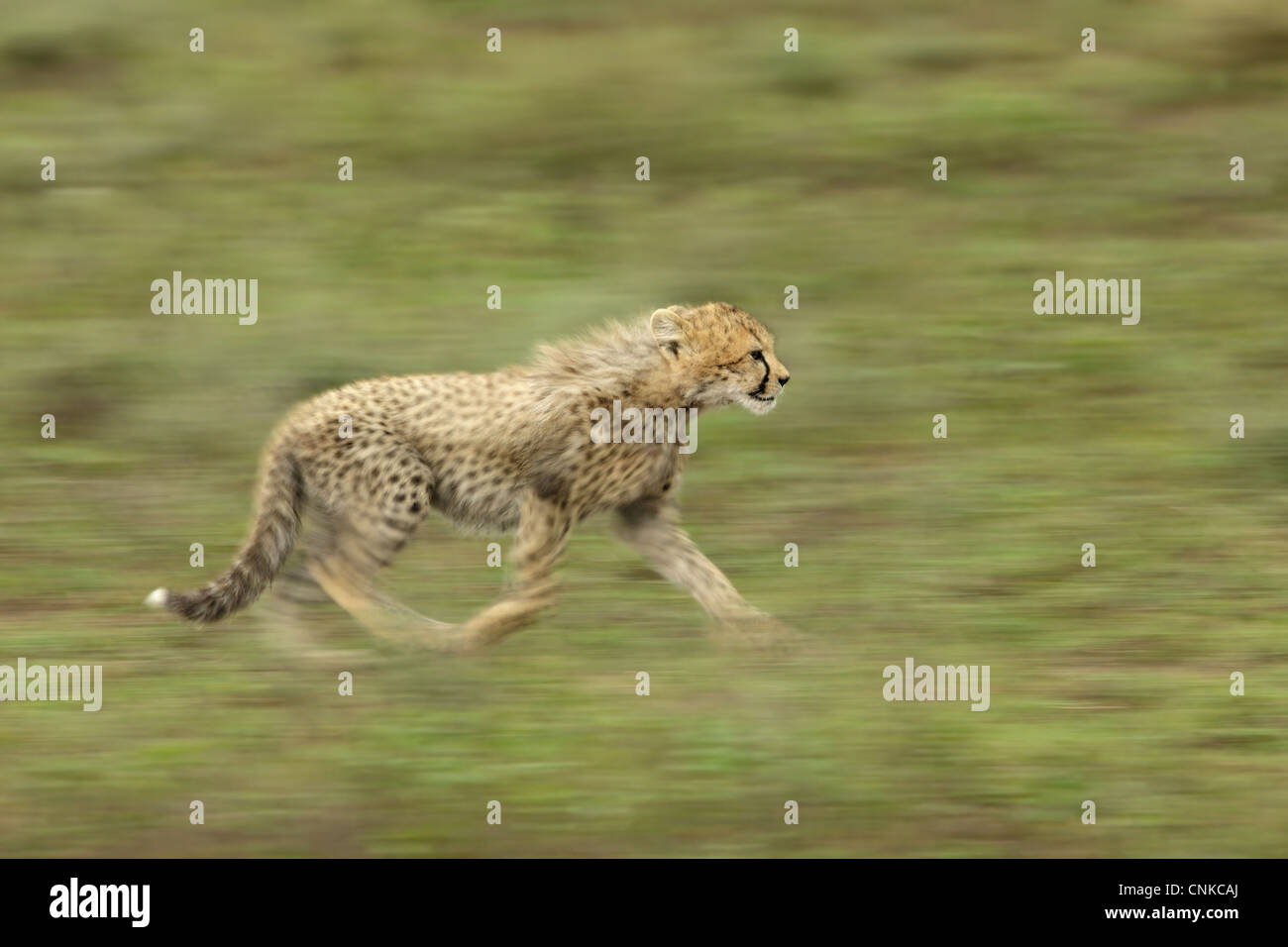 Cheetah (Acinonyx jubatus) young, running, blurred movement, Serengeti N.P., Tanzania Stock Photo