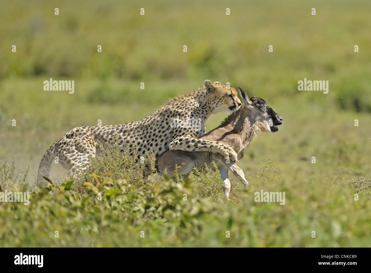 Cheetah hunts hires stock photography and images Alamy