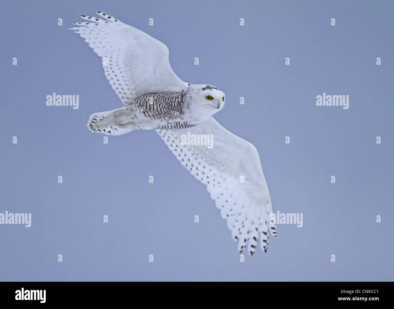 Snowy Owl (Nyctea scandiaca) immature male, first winter plumage, in ...
