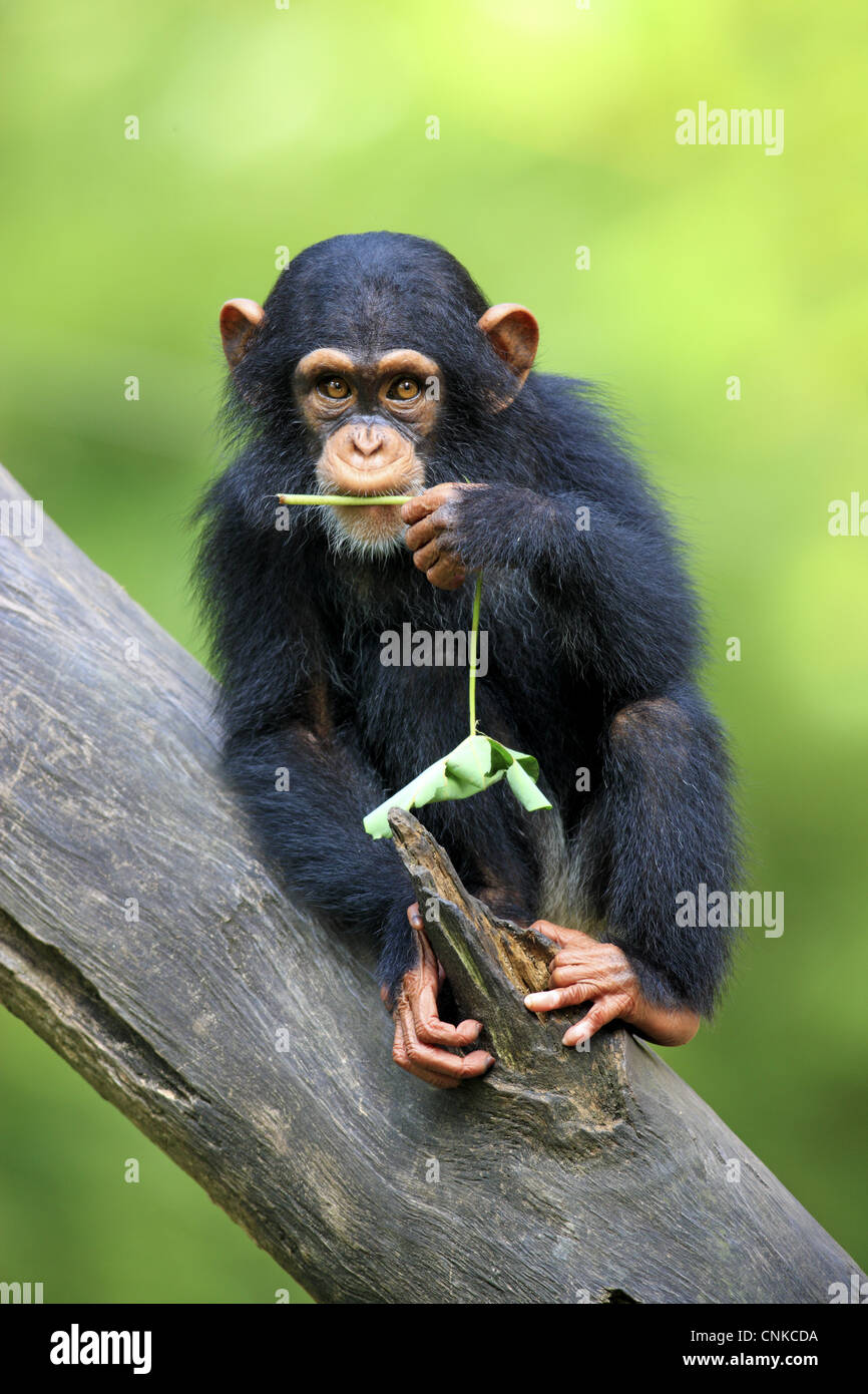 Chimpanzee (Pan troglodytes) young, feeding, sitting on log (captive) Stock Photo