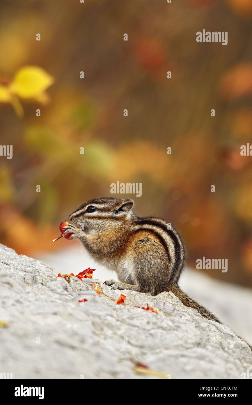 Lil Chipmunk