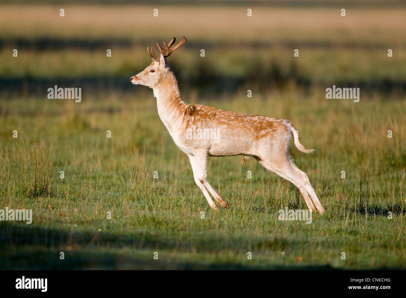 Fallow Deer (Dama dama) buck, stotting, during rutting season, Suffolk, England, october Stock Photo