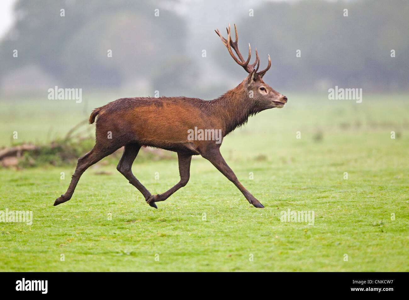 Red Deer (Cervus elaphus) stag, running, during rutting season, Minsmere RSPB Reserve, Suffolk, England, october Stock Photo