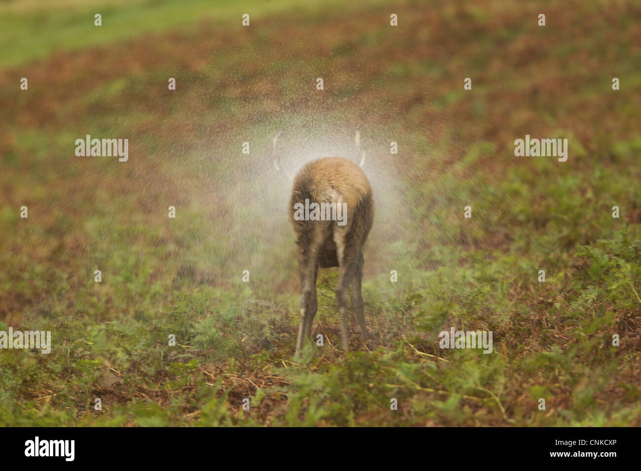 Red Deer Cervus elaphus stag shaking water coat after rainstorm during rutting season Bradgate Park Leicestershire England Stock Photo