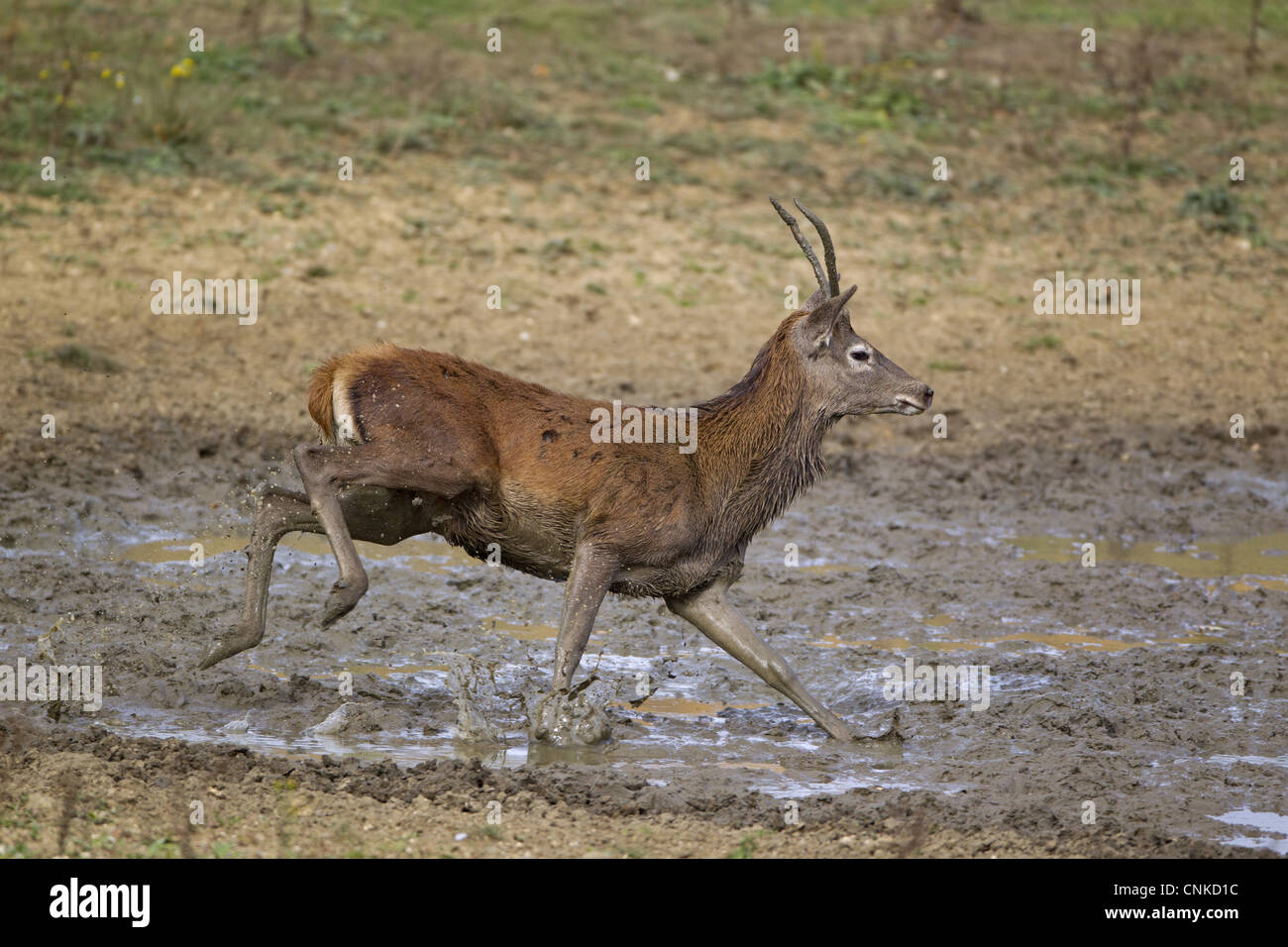 Red Deer Cervus elaphus young stag running through wallow during rutting season Minsmere RSPB Reserve Suffolk England october Stock Photo