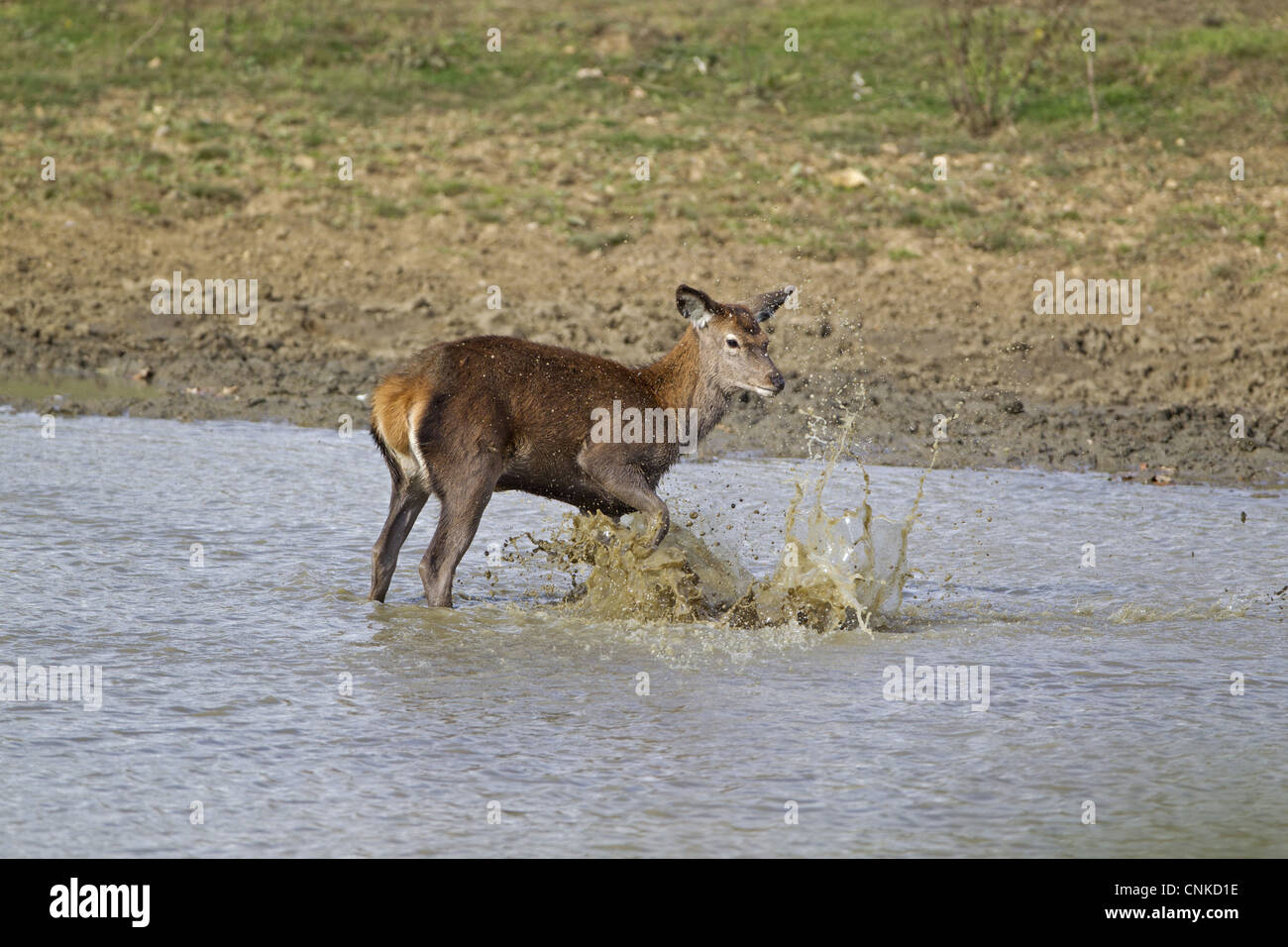 Red Deer (Cervus elaphus) hind, kicking water over body, during rutting season, Minsmere RSPB Reserve, Suffolk, England, october Stock Photo