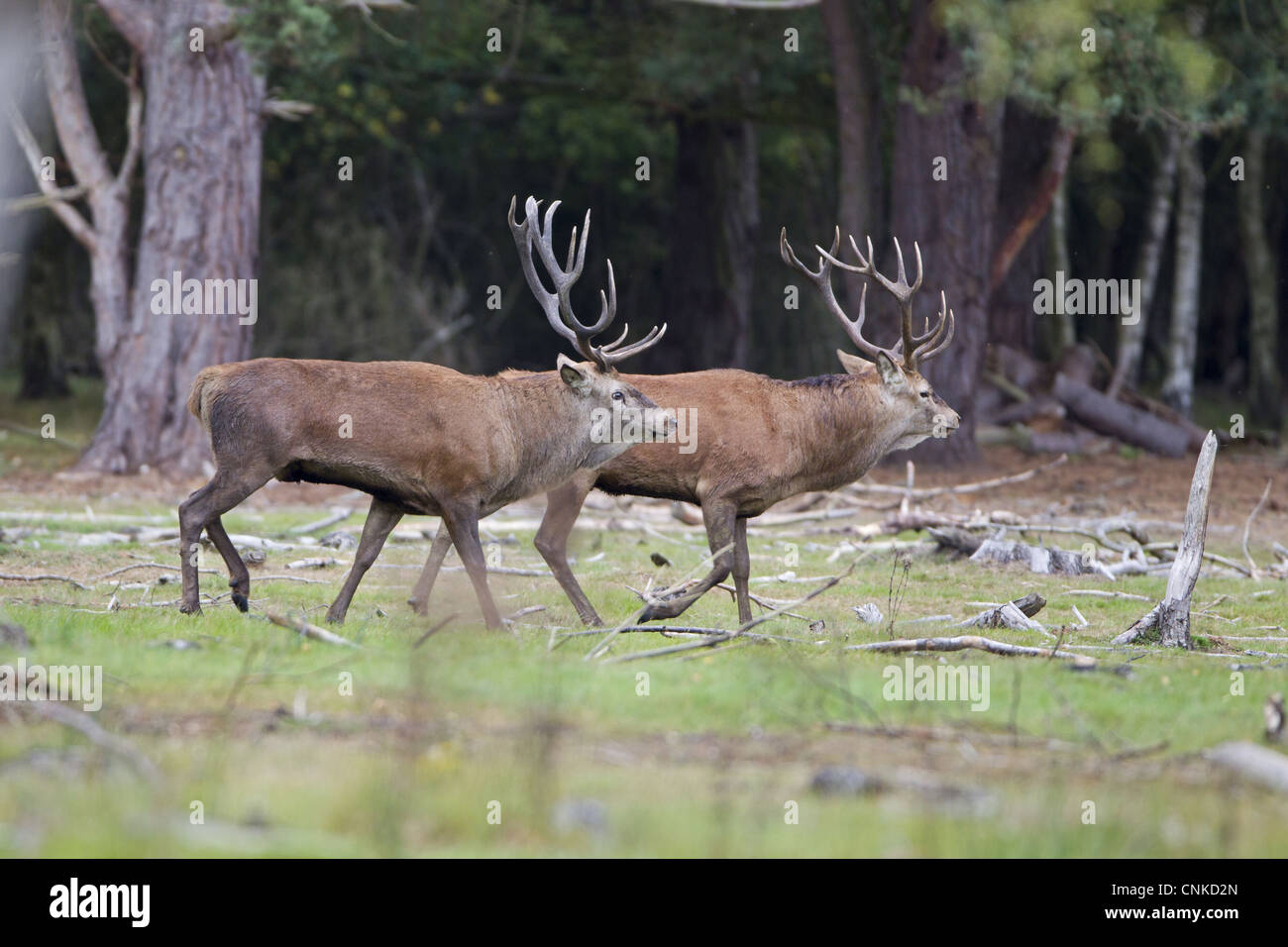 Red Deer Cervus elaphus two stags parallel walking before commiting fight during rutting season Minsmere RSPB Reserve Suffolk Stock Photo