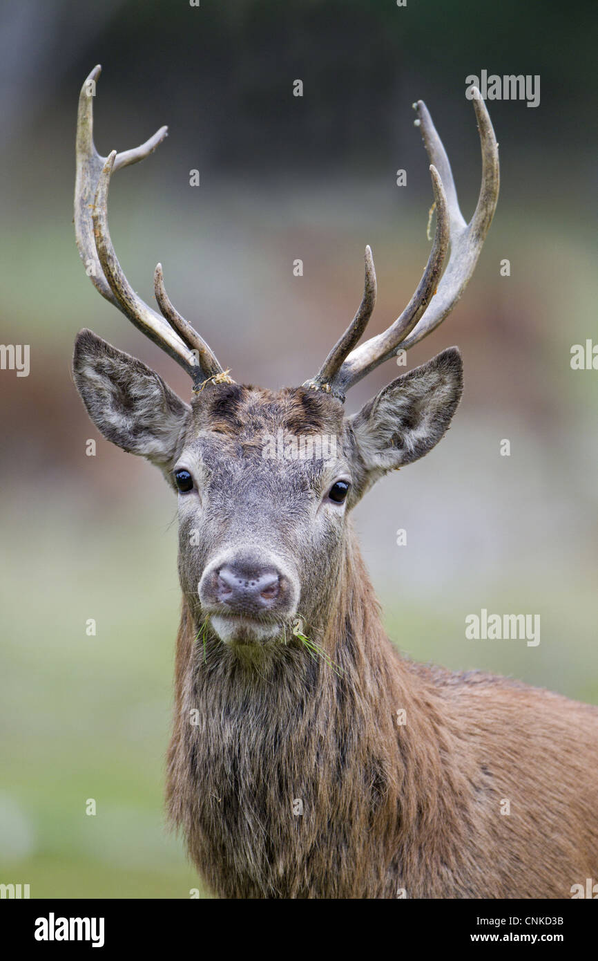 Red Deer (Cervus elaphus) stag, close-up of head, during rutting season, Minsmere RSPB Reserve, Suffolk, England, october Stock Photo