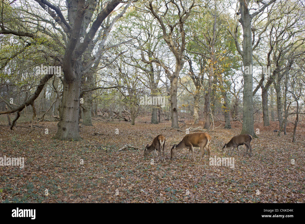 Red Deer Cervus elaphus hind two yearling calves feeding in woodland habitat Minsmere RSPB Reserve Suffolk England november Stock Photo