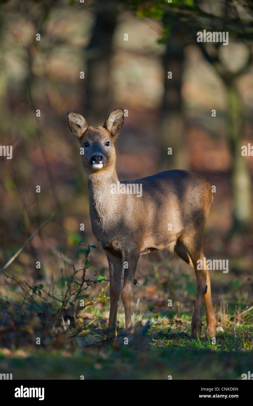 Western Roe Deer (Capreolus capreolus) doe, standing in oak woodland ...