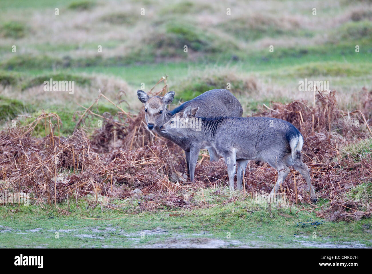 Sika Deer (Cervus nippon) introduced species, doe with fawn, interacting, Knole Park, Kent, England, february Stock Photo