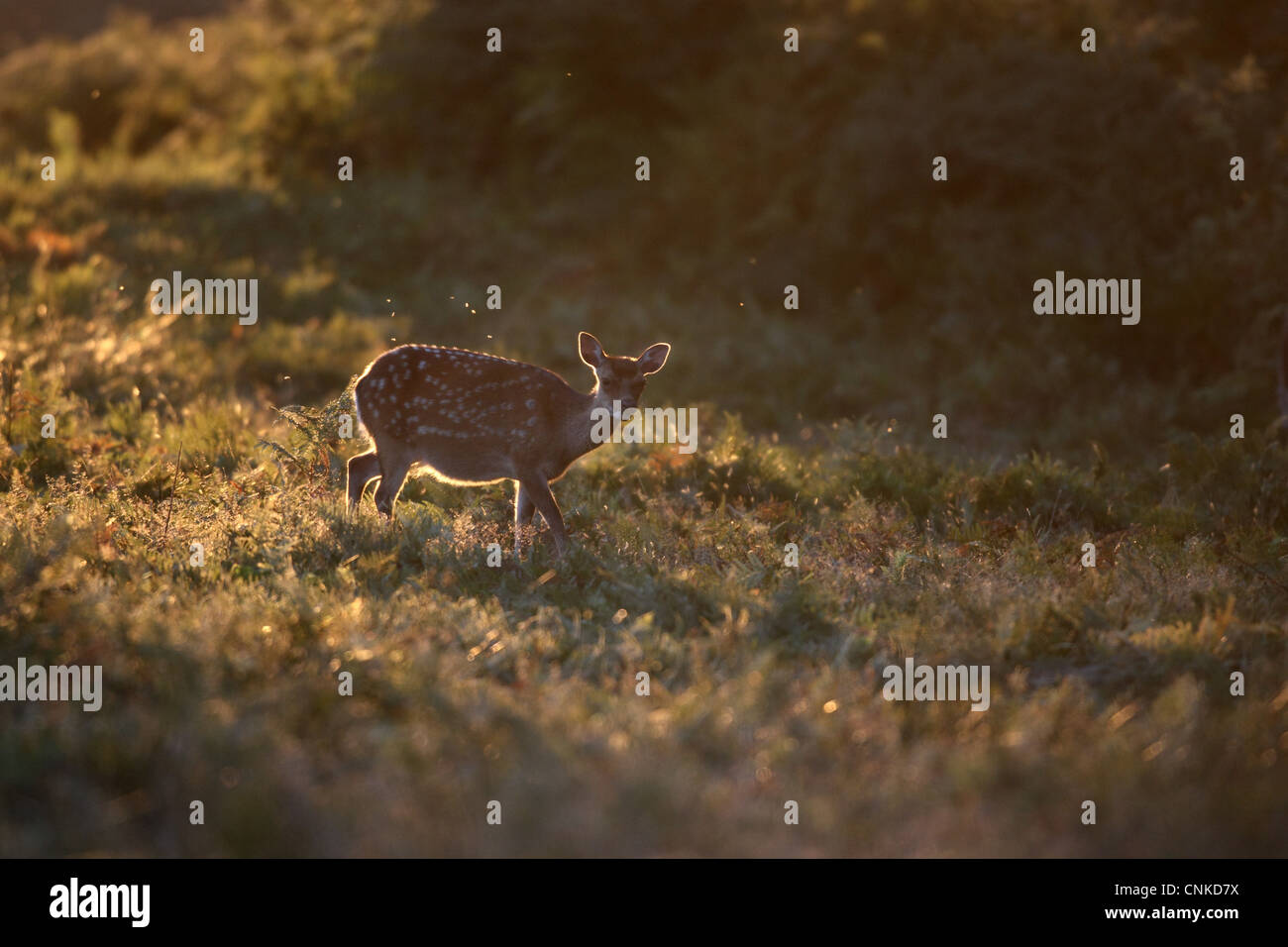 Sika Deer (Cervus nippon) introduced species, fawn, backlit, walking amongst bracken, England, september Stock Photo