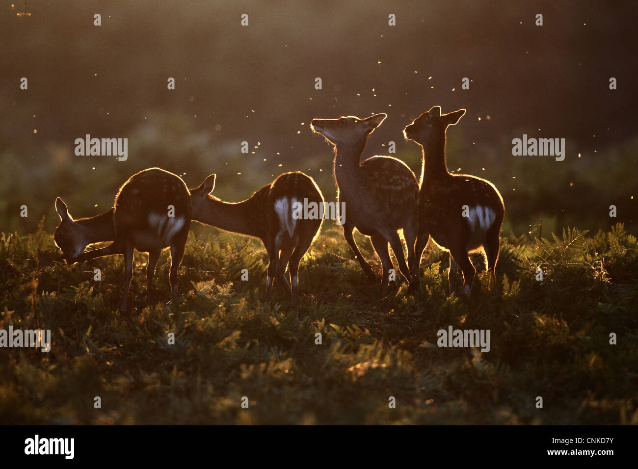 Sika Deer (Cervus nippon) introduced species, four does, backlit, standing amongst bracken, England, september Stock Photo