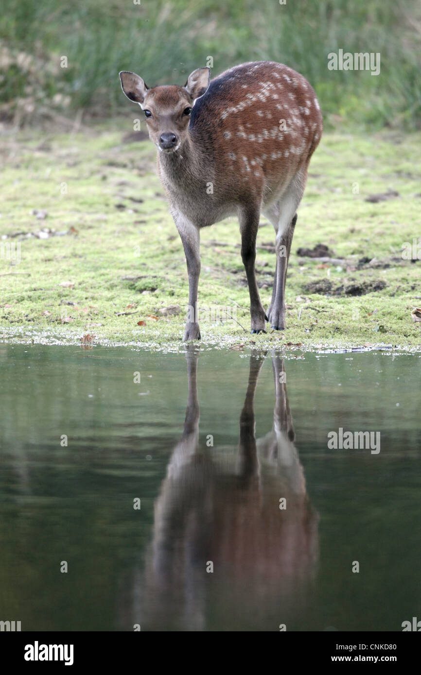 Sika Deer (Cervus nippon) introduced species, doe, drinking, standing at edge of water, England, september Stock Photo