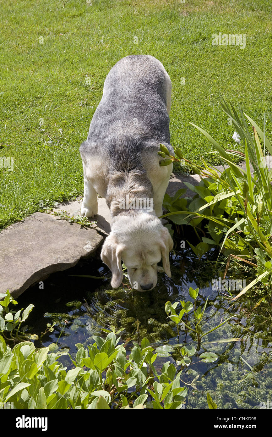 Domestic Dog, Beagle, elderly adult, drinking from garden pond, England, august Stock Photo