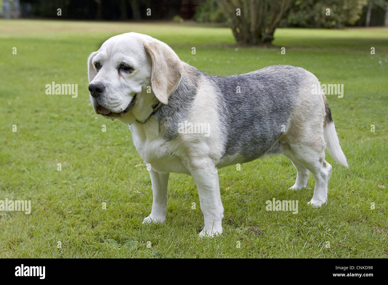 Domestic Dog, Beagle, elderly adult, standing on lawn, England, august