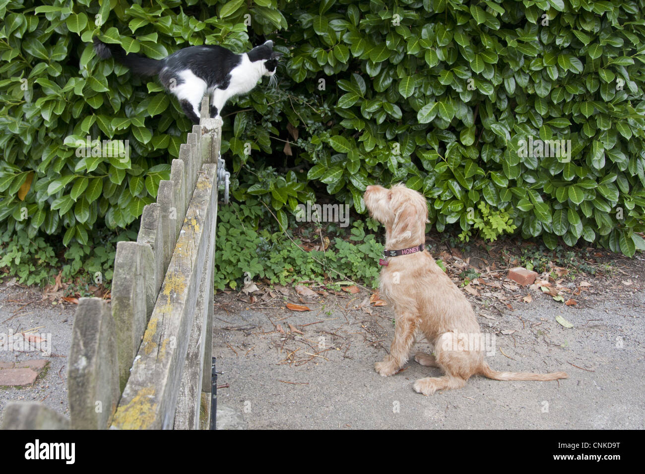 puppy chasing cat