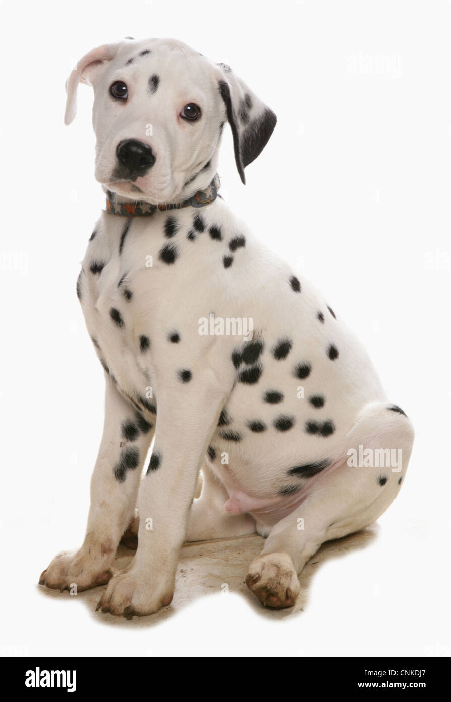Domestic Dog, Dalmatian, puppy, with collar, sitting Stock Photo