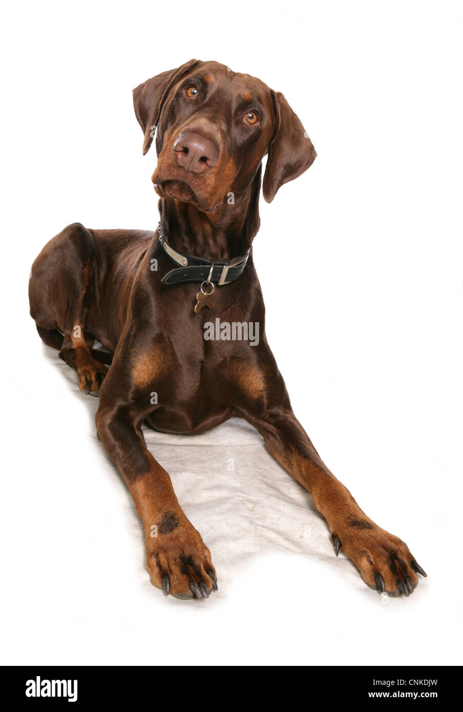 Domestic Dog, Dobermann, brown adult male, with collar and tag, laying Stock Photo