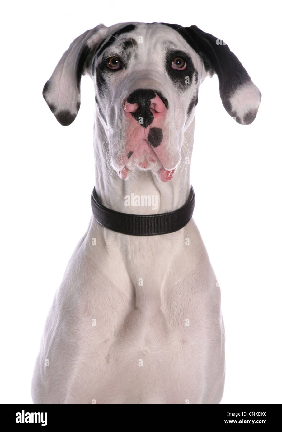 Great dane head collar hotsell