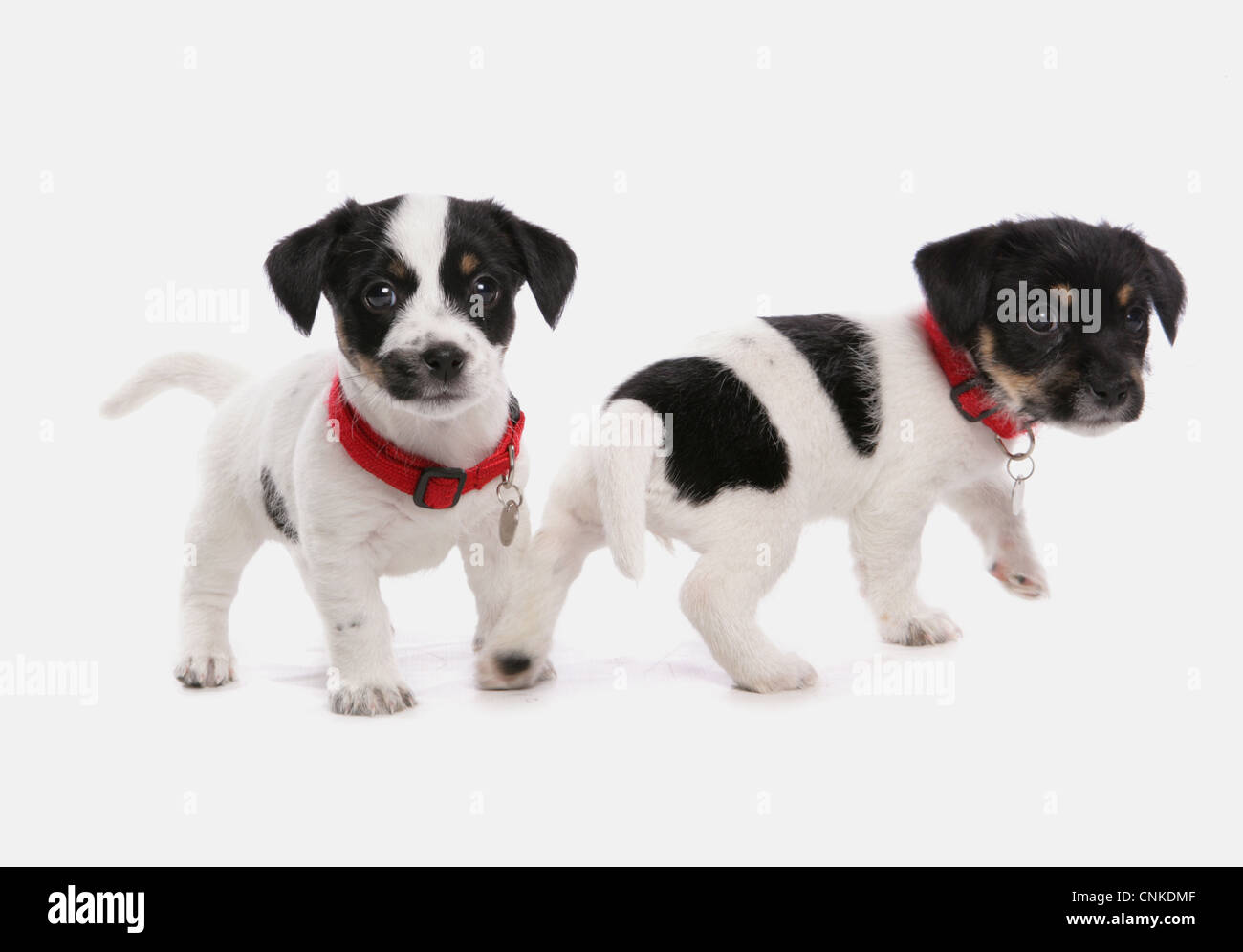 Domestic Dog, Jack Russell Terrier, two puppies, with collars and tags