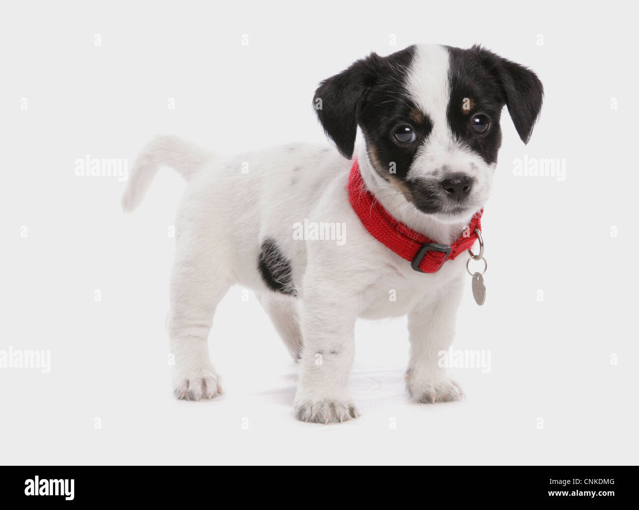 Domestic Dog, Jack Russell Terrier, puppy, with collar and tag