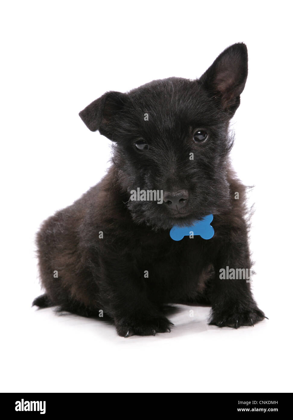 Domestic Dog, Scottish Terrier, puppy, with collar and tag, sitting Stock Photo