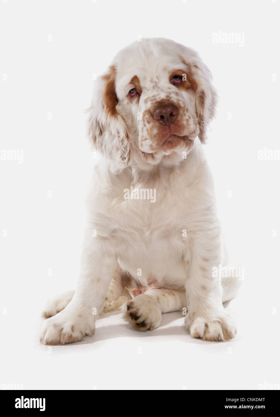 Domestic Dog, Clumber Spaniel, puppy, sitting Stock Photo