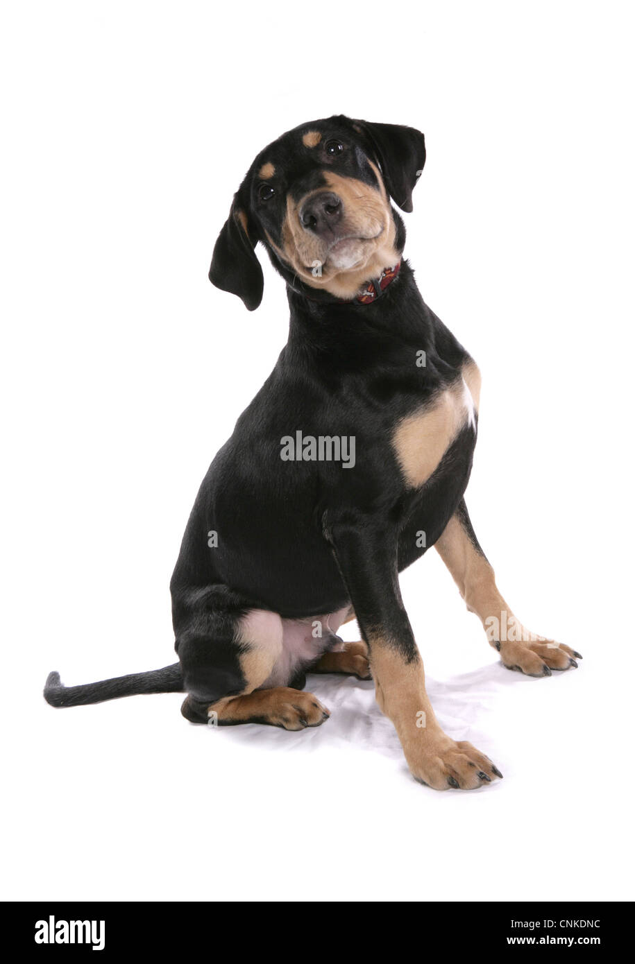 Domestic Dog, Dobermann, male puppy, with collar, sitting Stock Photo