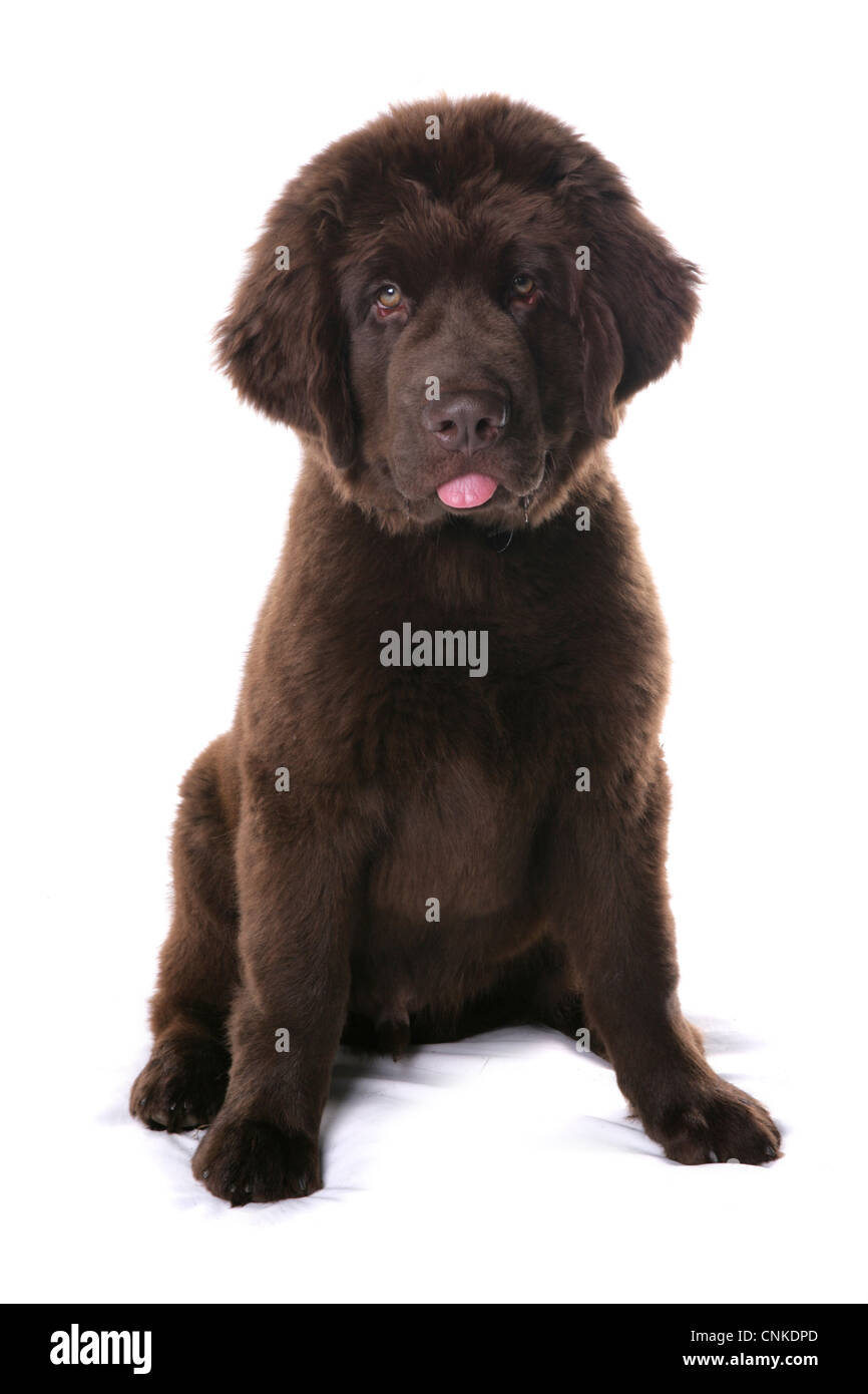 Domestic Dog, Newfoundland, male puppy, sitting Stock Photo