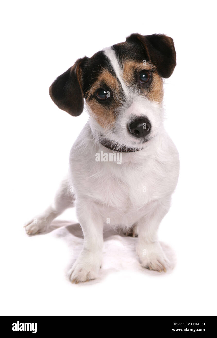Domestic Dog, Jack Russell Terrier, adult, sitting, with collar Stock